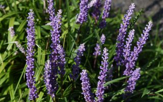 Liriope muscari 'Ingwersen'