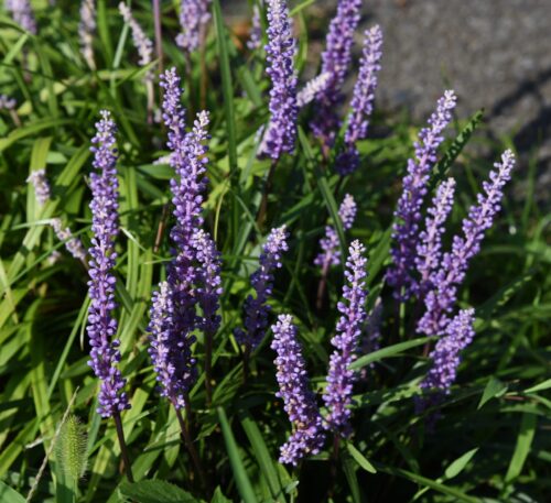 Liriope muscari 'Ingwersen' - Obrázek 1