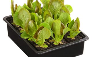 Salát Římský, zelený, cena za ks