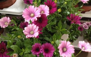 Africká kopretina-paprskovka