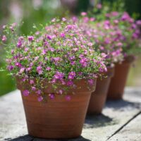 Gypsophila muralis