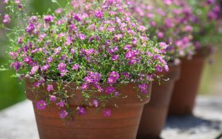 Gypsophila muralis