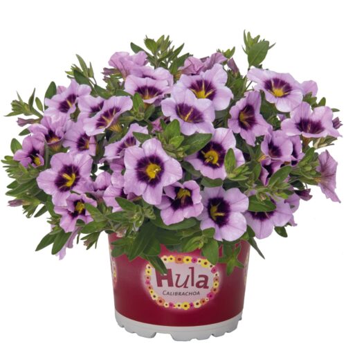 Calibrachoa cultivar Million Bells P12 – Hula – mix - Obrázek 1