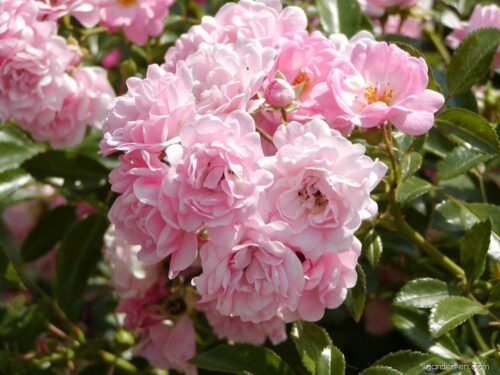 Rosa 'The Fairy'® - Obrázek 1