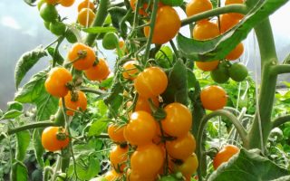 Rajče třešňové 'Sungold F1', P 11