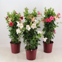 Mandevilla splendens