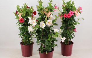 Mandevilla splendens