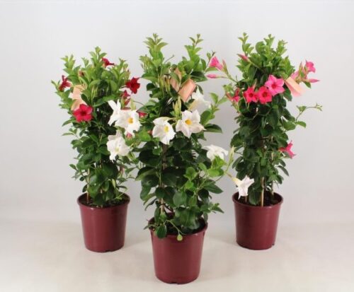 Mandevilla splendens - Obrázek 1