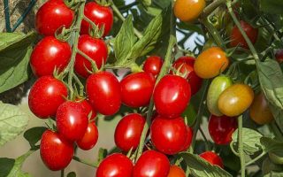 Rajče jahodové rajče 'Romello F1', polní