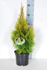 Thuja occidentalis 'Golden Smaragd'® - Obrázek 2
