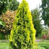Thuja occidentalis 'Golden Smaragd'® - C2,5 L - 20-30 CM