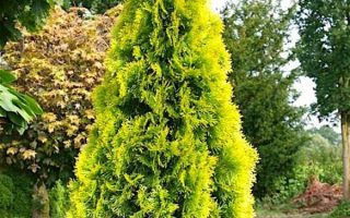Thuja occidentalis 'Golden Smaragd'®
