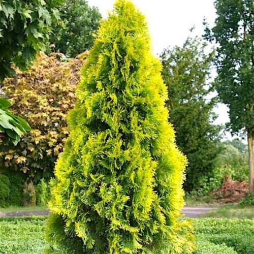 Thuja occidentalis 'Golden Smaragd'® - Obrázek 1