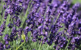 Lavandula angustifolia 'Hidcote'