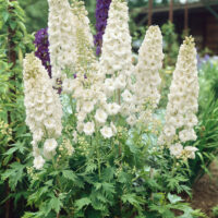 Delphinium pacific 'Galahad'