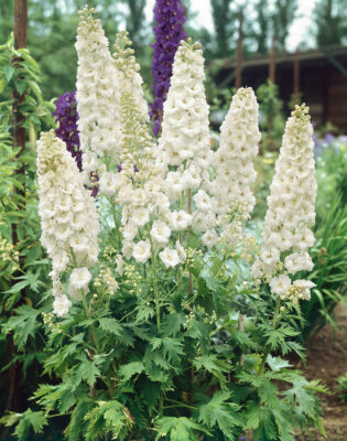Delphinium pacific 'Galahad'