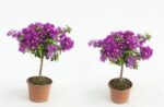 Bougainvillea Bugenvilea, Kmínek, P 19 - Obrázek 2