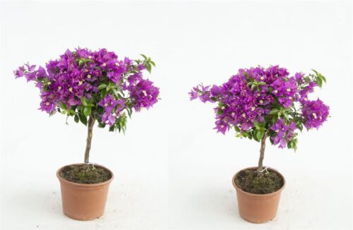 Bougainvillea Bugenvilea, Kmínek, P 19 - Obrázek 2