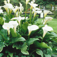Zantedeschia aethiopica