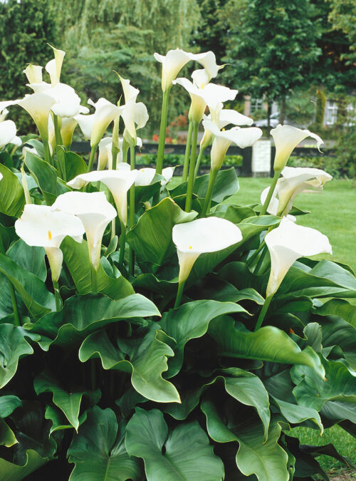 Zantedeschia aethiopica - Obrázek 1