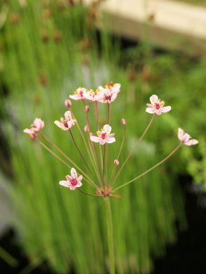 Butomus umbellatus 'Schneewittchen'