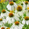 Echinacea purpurea 'White Swan' - P11