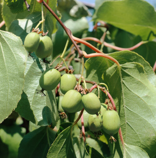 Actinidia arguta 'ISSAI' - samosprašné KIWI - Obrázek 1
