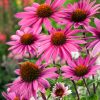 Echinacea purpurea 'Magnus' - Kontejner 2 l