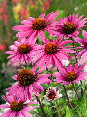 Echinacea purpurea 'Magnus'