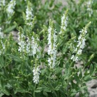 Salvia nemorosa 'Schneehügel'