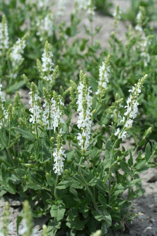 Salvia nemorosa 'Schneehügel' - Obrázek 1