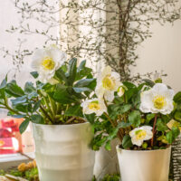 Helleborus niger