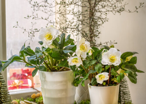 Helleborus niger - Obrázek 1