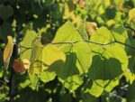 Cercis canadensis 'Lavender Twist'® - Obrázek 4