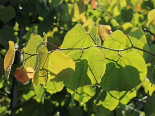 Cercis canadensis 'Lavender Twist'® - Obrázek 4