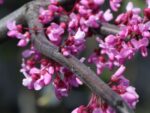 Cercis canadensis 'Lavender Twist'® - Obrázek 3