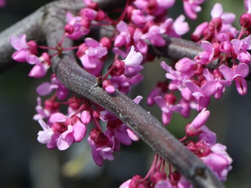 Cercis canadensis 'Lavender Twist'® - Obrázek 3