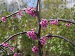Cercis canadensis 'Lavender Twist'® - Obrázek 2