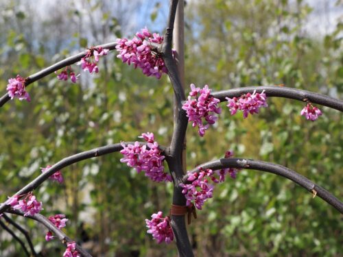 Cercis canadensis 'Lavender Twist'® - Obrázek 2