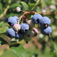 Vaccinium corymbosum 'Heerma II'-pozdní