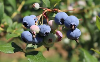 Vaccinium corymbosum 'Heerma II'-pozdní