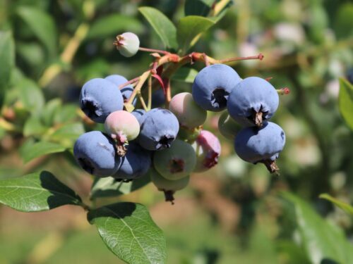 Vaccinium corymbosum 'Heerma II'-pozdní - Obrázek 1