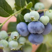 Vaccinium cor. 'Bluecrop' velkoplodé 80+