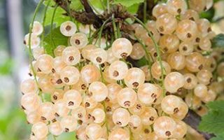 Rybíz bílý 'Witte Hollander' 30–40 cm