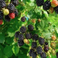 Rubus fruticosus Navaho Ostružiník beztrnný, C 2,0 L