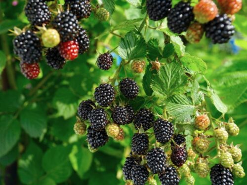 Rubus fruticosus Navaho Ostružiník beztrnný, C 2,0 L - Obrázek 1