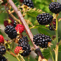 Rubus frut. 'Dirksens Thornless', 30–40 cm