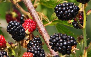 Rubus frut. 'Dirksens Thornless', 30–40 cm