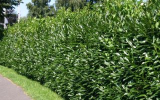 Prunus laur. 'Caucasica' 80KM