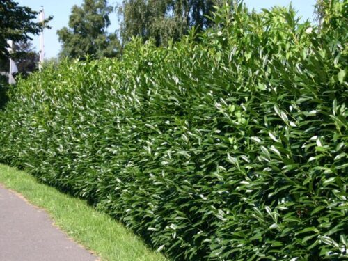Prunus laur. 'Caucasica' 80KM - Obrázek 1